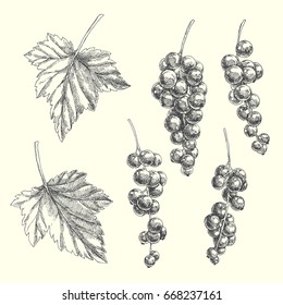 Satz Beeren und Blätter einzeln auf Weiß. Gravintage botanische Illustration mit frischem Johannisbrot. Blumengrafische Elemente im Skizzenstil
