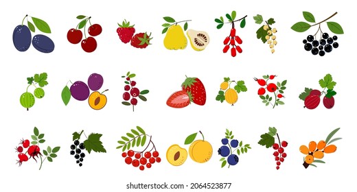 Set of Berries and leaves. Plum, Cherry, Raspberry, Gooseberry, Quince, Barberry, Sea Buckthorn, Rowan, Chokeberry, Blueberry, Cranberry, Strawberry, Currant, Rosehip, Blackcurrant, White Currant. 