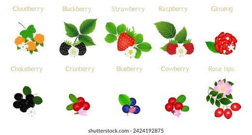 Set of berries with names on a white background.