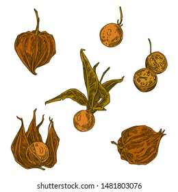 Set berries of physalis. Color. Engraving style. Vector illustration.