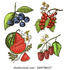 Set berries. raspberry, blueberry, sea buckthorn, red currants, strawberry, gooseberry, watermelon, cloudberry, dog rose, blueberry, raspberry. engraved hand drawn in old sketch, vintage style.