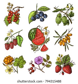 Set berries. raspberry, blueberry, sea buckthorn, red currants, strawberry, gooseberry, watermelon, cloudberry, dog rose, blueberry, raspberry. engraved hand drawn in old sketch, vintage style.