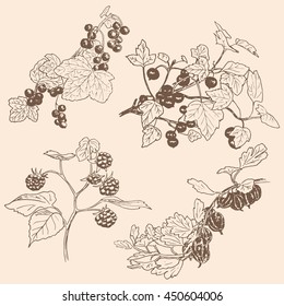 Set of berries. red currant, black currant, raspberry, gooseberry. Hand drawn vector illustration