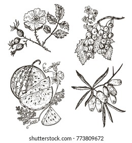 Set berries. red currants, sea buckthorn, dog-rose, watermelon. engraved hand drawn in old sketch, vintage style. Holiday decor elements. vegetarian fruit botany.