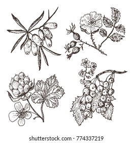 Set berries. sea buckthorn, red currants, cloudberry, dog-rose. engraved hand drawn in old sketch, vintage style. Holiday decor elements. vegetarian fruit botany.