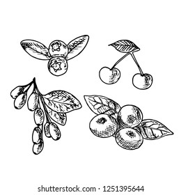 Set of berries. Vector cartoon illustrations. Isolated objects on a white background. Hand-drawn style.