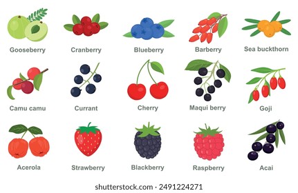 Set of berries vector illustration. Gooseberry, cranberry, blueberry, barberry, sea buckthorn, camu camu, currant, cherry, maqui berry, goji, acerola, strawberry, raspberry, blackberry, açai.