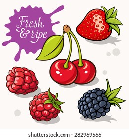 Set of berries. Vector illustrations of strawberry, blackberry, raspberry and cherry. Calligraphic inscription "Fresh & ripe"