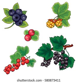 set of berries. vector isolated