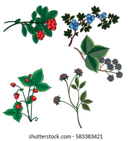 set of berries. vector isolated