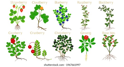 Set of berry plants with roots on a white background.