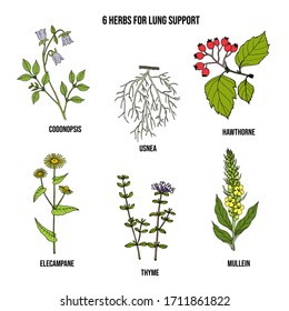 Beste Kräuter zur Unterstützung der Lunge. handgezeichnete botanische Vektorillustration