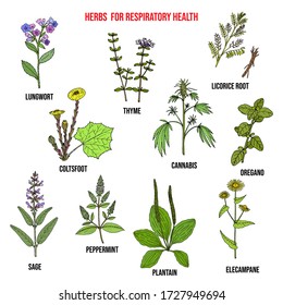 Set of best herbs for lung support and respiratory health. Hand drawn botanical vector illustration