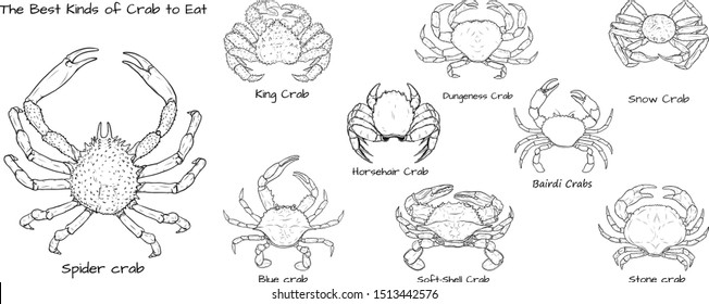 Set the best kinds crab to eat Crab vector by hand drawing crab silhouette white background Horsehair Crab art highly detailed in line art style Animal pictures for coloring 