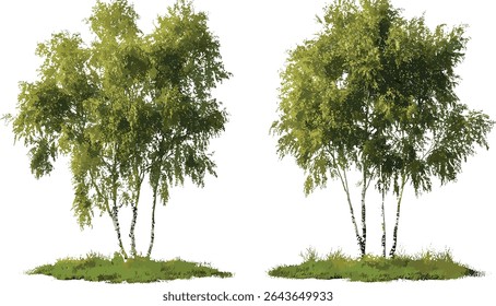 Conjunto de árvores de Betula pêndula e Populus alba isoladas recorte frontal, ilustração vetorial, plantas florestais, árvores decíduas, fundo da natureza, silhueta de árvore, vegetação.