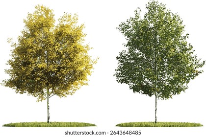 Conjunto de árvores pendulares de Betula no verão e no outono, ilustração vetorial, recorte de árvore frontal isolada, elementos de floresta caduca, folhagem florestal, material paisagístico, conceito de natureza.