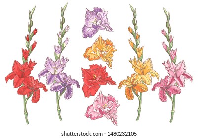 Set of beutiful colorful gladiolus flowers