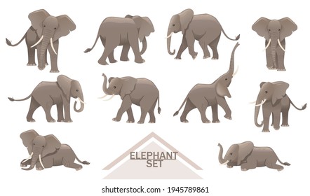 Set of big gray african elephants biggest earth mammal cartoon animal design vector illustration on white background