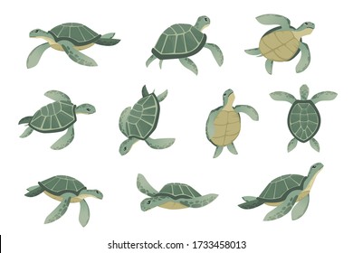 Set of big green sea turtle cartoon cute animal design ocean tortoise swimming in water flat vector illustration isolated on white background