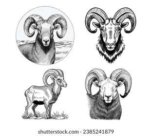 Set of Bighorn sheep head icon illustration