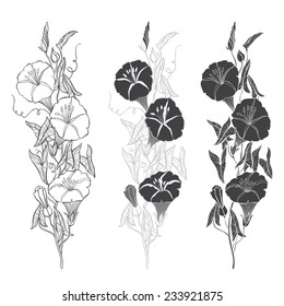 Set of bindweed isolated on white background. Hand drawn vector illustration, sketch. Elements for design.