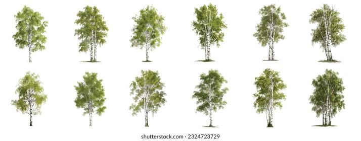 Set of Birch (Betula L.), spring or summer, green foliage, home and garden decoration, vector isolated on a white background