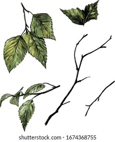 Satz von Birkenbranchen und -blättern, Skizze-Vektorillustration-Grafik auf weißem Hintergrund