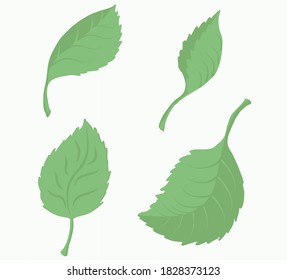 Set birch leaves, tree leaves