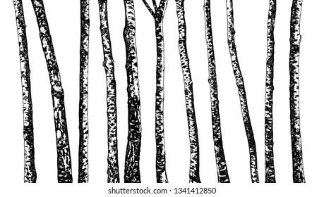 Set of Birch Trees. Hand Drawn In Sketch Style. Nature Template. Freehand Drawing. Vector. Illustration. Isolated On White Background.