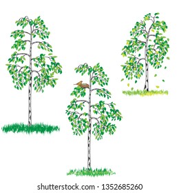 Set of birches on a white background. Vector illustration. 