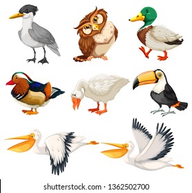 Set of bird character illustration