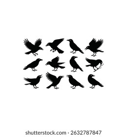 Set of bird crow  vector art illustration 