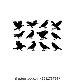 Set of bird crow  vector art illustration 