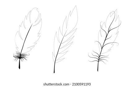Set of bird feathers. Black feather outlines on white background. Vector illustration.