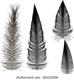 Set of bird feathers of different shapes. Vector illustration
