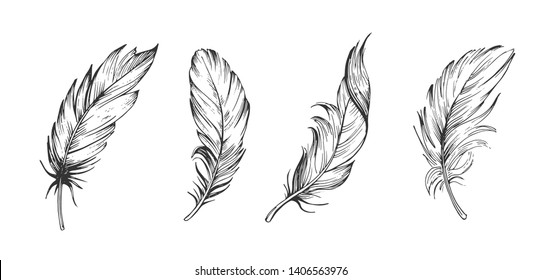 Набор птичьих перьев. Рисованная иллюстрация преобразована в вектор. Контур с прозрачным фоном