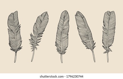 Set of bird feathers. Hand drawn in ink. Isolated feathers illustration element.