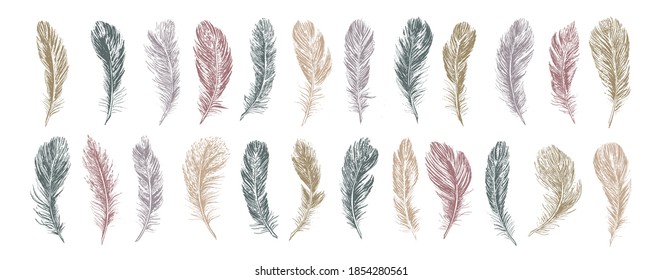  Set of bird feathers. Hand drawn sketch style.