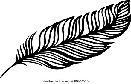 Set of bird feathers. Hand drawn illustration converted to vector. Outline with transparent background.