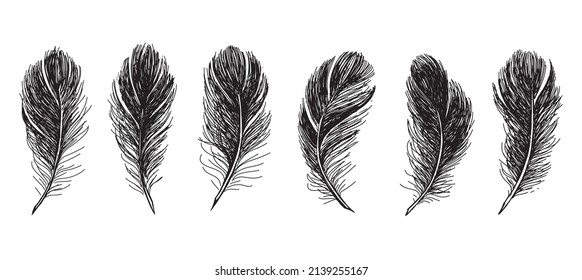 Set of bird feathers. Hand drawn sketch style.	