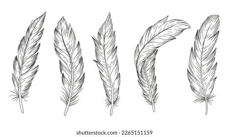 	
Set of bird feathers. hand drawn vintage vector illustration