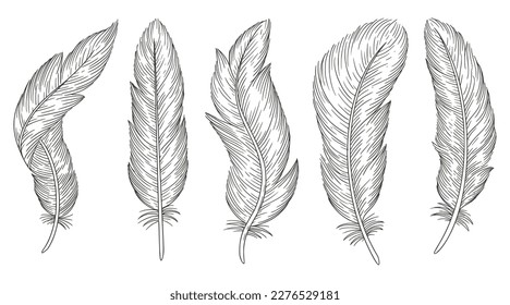 Set of bird feathers. Hand drawn illustration
