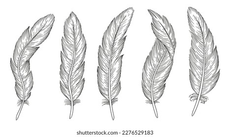 Set of bird feathers. Hand drawn illustration
