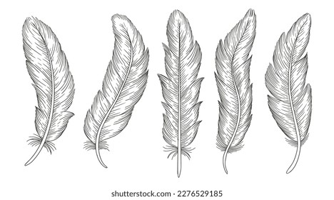 Set of bird feathers. Hand drawn illustration
