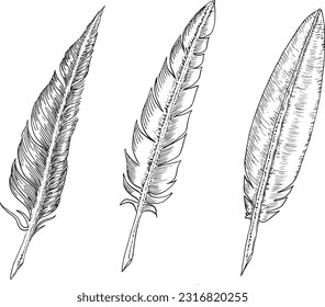 Set of bird feathers. Hand drawn illustration converted to vector. Outline with transparent background