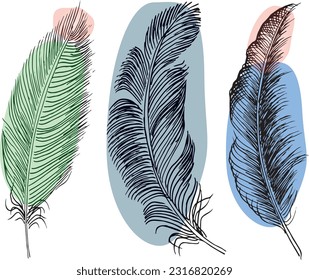Set of bird feathers. Hand drawn illustration converted to vector. Outline with transparent background
