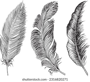Set of bird feathers. Hand drawn illustration converted to vector. Outline with transparent background