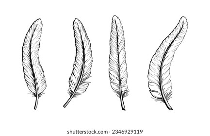 Set of bird feathers Hand drawn illustration vector. Outline with bright background