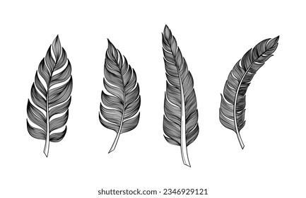 Set of bird feathers Hand drawn illustration vector. Outline with bright background