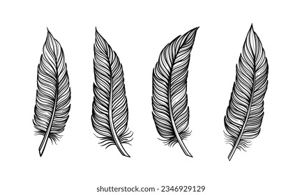 Set von Vogelfedern Handgezeichnete Vektorgrafik. Umriss mit hellem Hintergrund